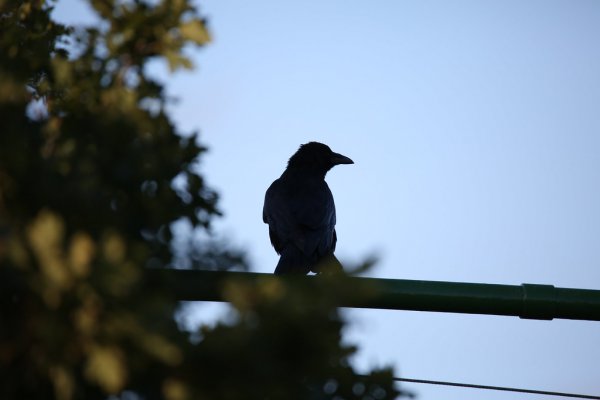 Bird Silhouette 53958581236 L