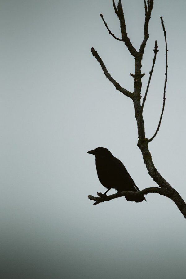 Crow Silhouette 55179532874 L