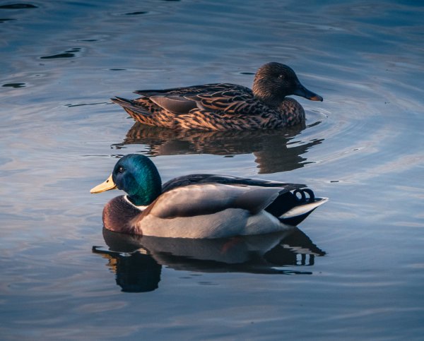 Ducks