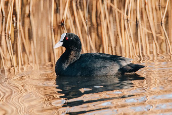 Eurasian Coot