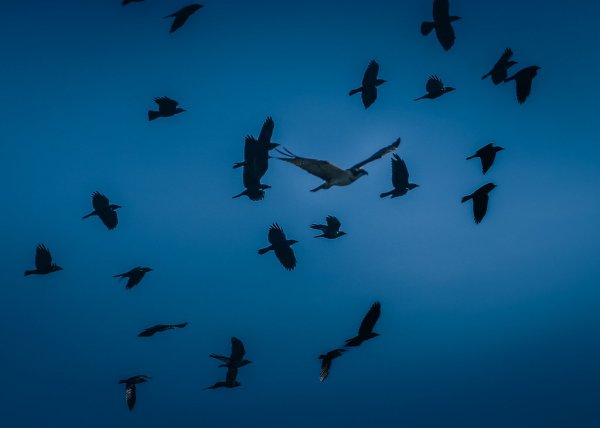 Osprey Being Mobbed 54138229128 L