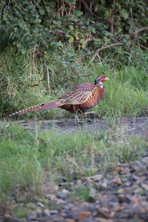 Pheasant 53957684867 L