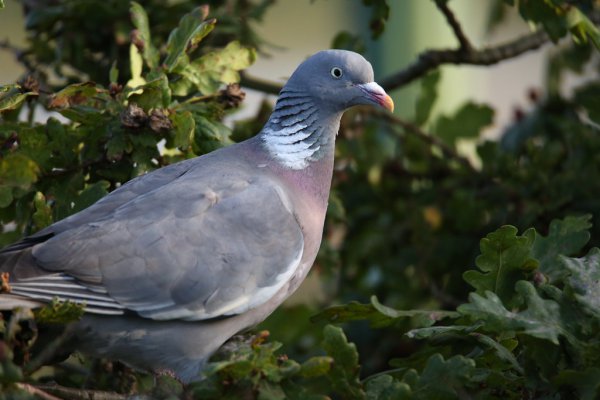 Pigeon