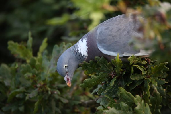 Pigeon 53958581146 L
