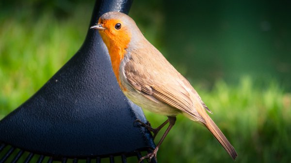 Robbin In Garden 2 54637226740 L