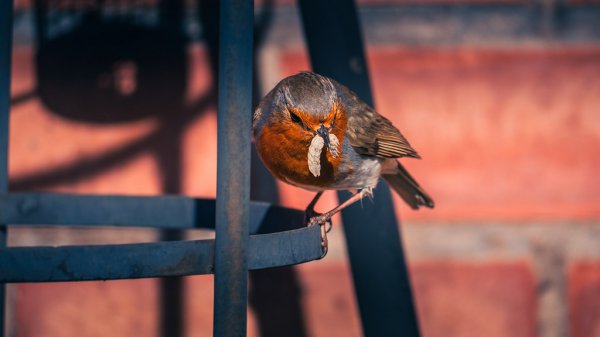 Robbin In Garden 3 54637134114 L