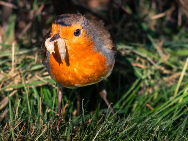 Robbin In Garden 4