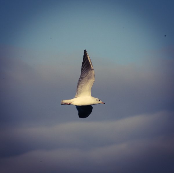 Seagul