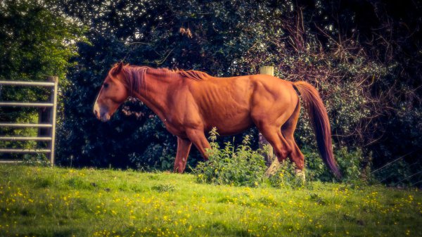 Toned Horse