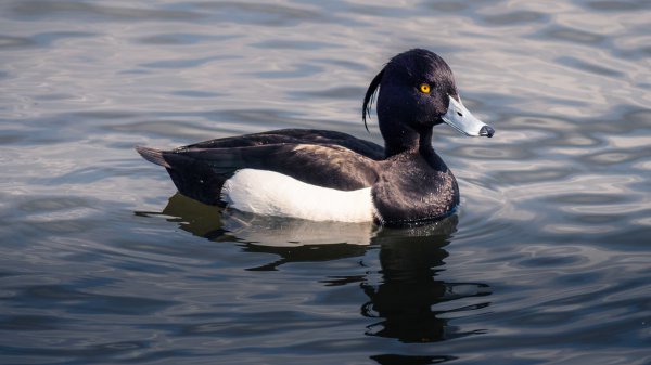 Tufted Duck 54636916286 L