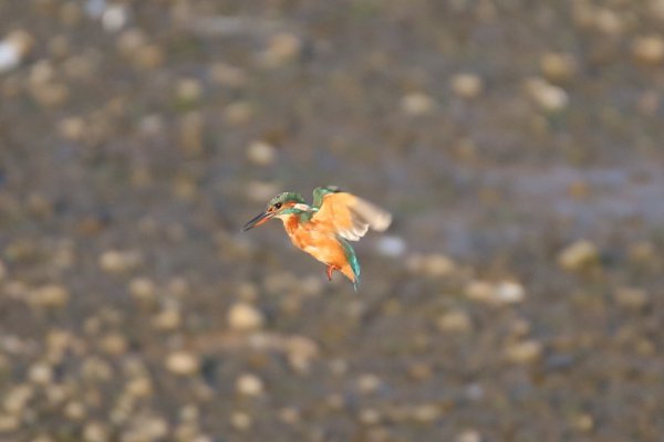 Kingfisher In Flight2