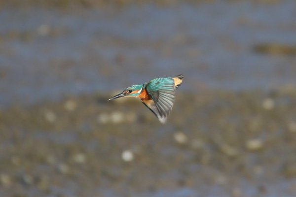 Kingfisher In Flight3