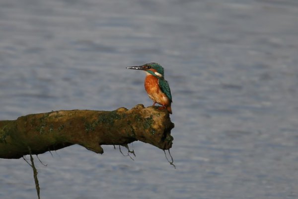 Kingfisher Posing 53958829298 L