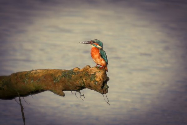 Kingfisher On A Rail