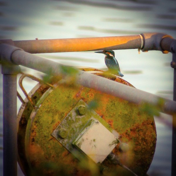 Kingfisher On A Reel
