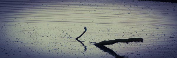 Kingfisher On A Waterbound Purch