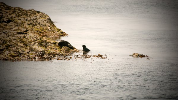 Seal