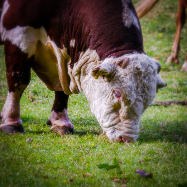 Big Bull