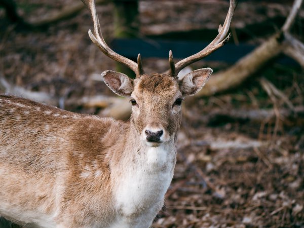 Deer In Bradgate Park