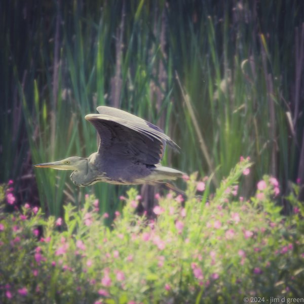 Heron In Flight 53947475269 L
