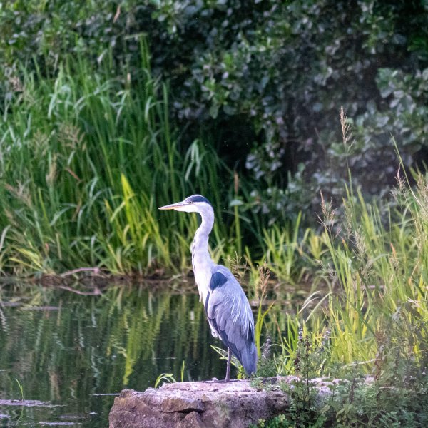 Heron 53947403343 L