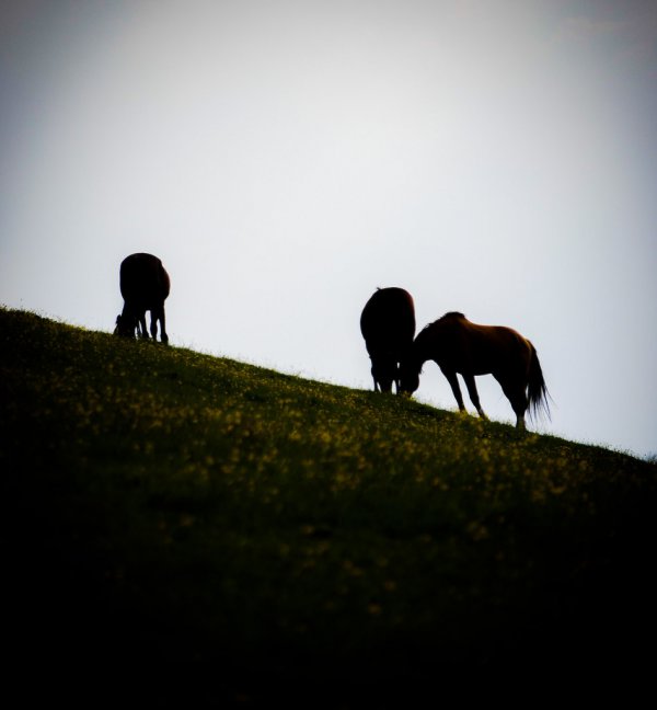 Horse Silhouette