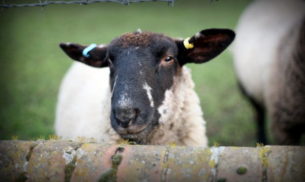 Mr Sheep